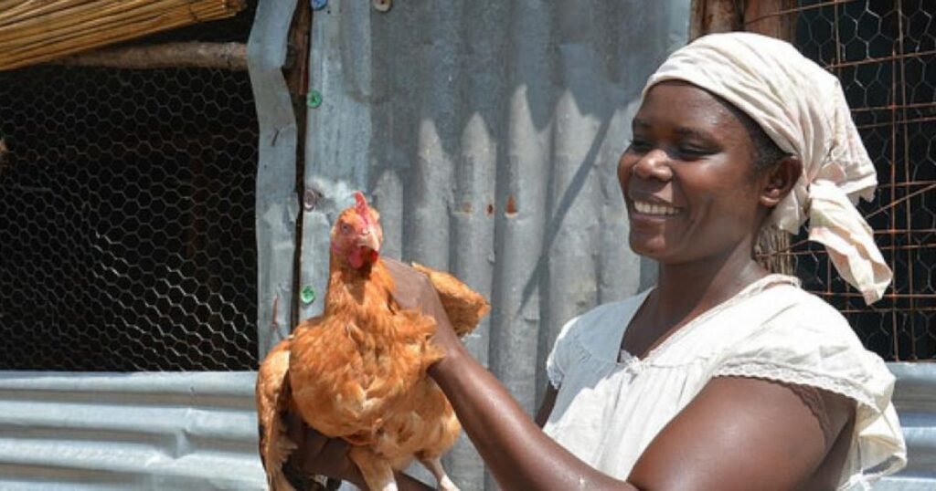 Kwa Nini Sekta ya Kuku Kenya Inapaa Gizani — Na Jinsi Msingi Madhubuti Ungeweza Kuikomboa