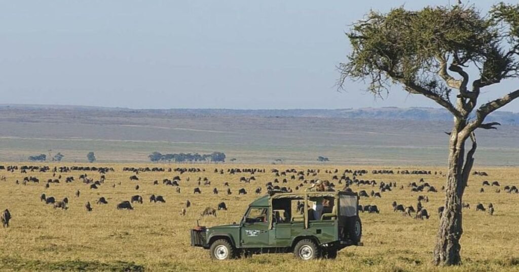 Safari Isiyokosika: Uhamaji wa Nyumbu Wavutia Watalii Duniani Katika Hifadhi ya Kitaifa ya Masai Mara, Kenya 2025