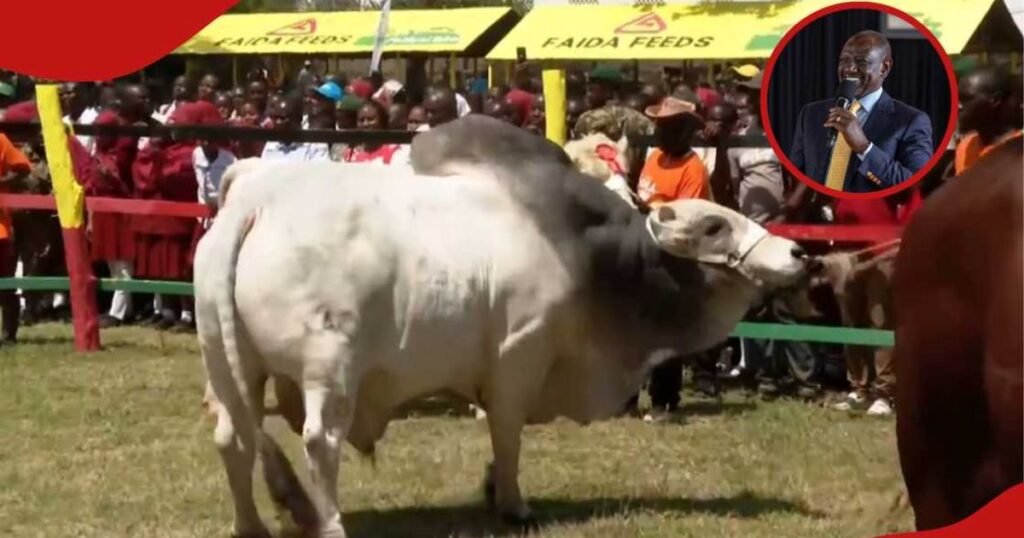 William Ruto Anunua Fahali wa Shilingi Milioni 1 katika Mnada wa Maonyesho ya Kilimo Mombasa