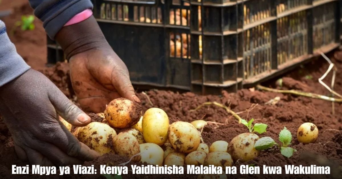 Enzi Mpya ya Viazi: Kenya Yaidhinisha Malaika na Glen kwa Wakulima