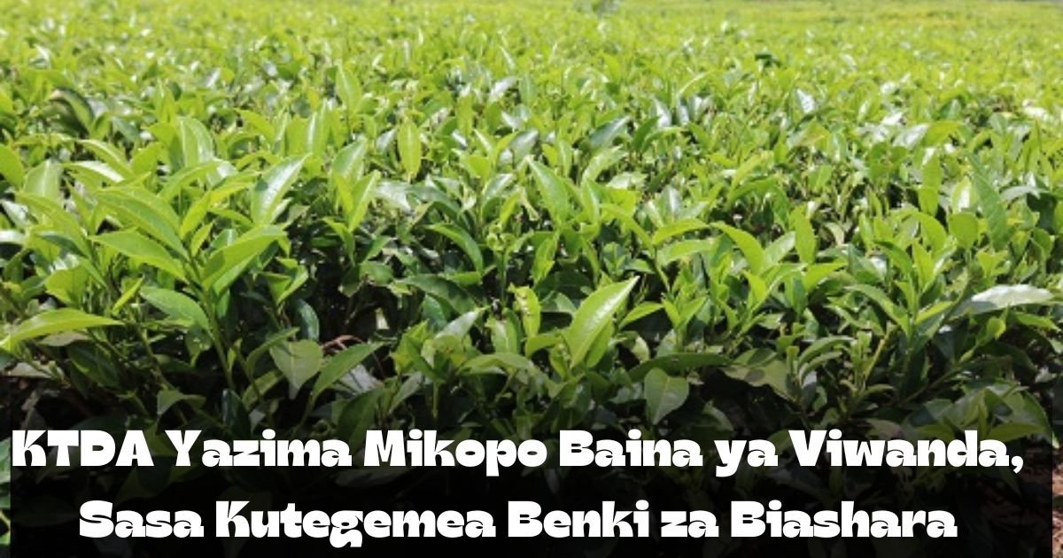 KTDA Yazima Mikopo Baina ya Viwanda, Sasa Kutegemea Benki za Biashara